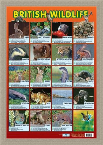 Framed Framed British Wildlife - Native British Animals